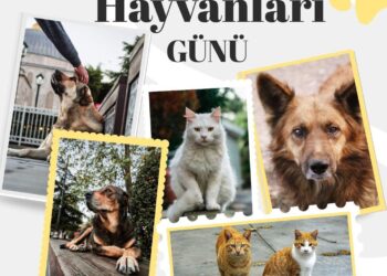 4 Nisan Dünya Sokak Hayvanları Günü