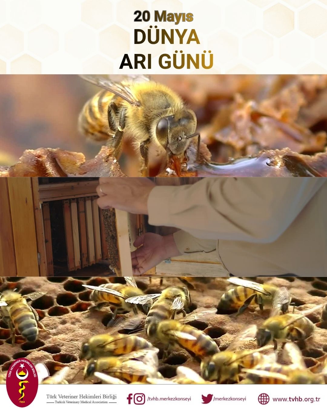20 Mayıs Dünya Arı Günü